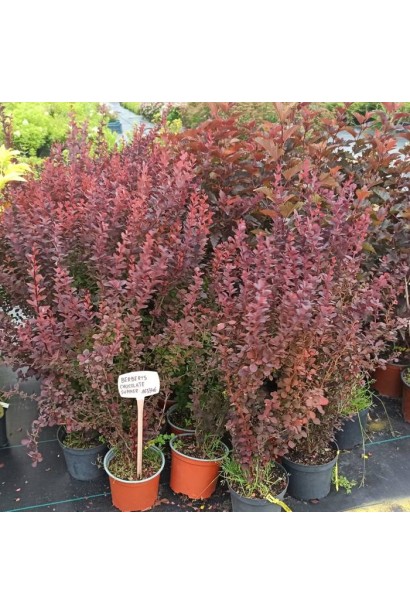 Барбарис Шоколат Саммер саджанці в горщику